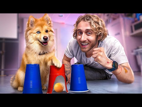 JE TESTE L'INTELLIGENCE DE MON CHIEN (Ft mon bébé Ekko trop mignon)