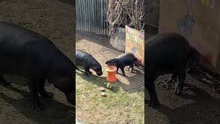 Poppy's First Birthday Party