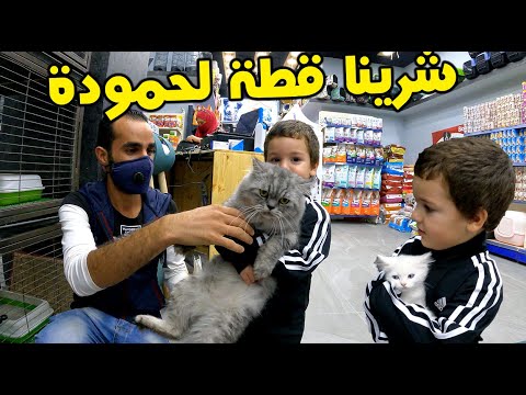 buying a cat فلوق شراء قطة لابني حمودة اجمل قطة بالعالم