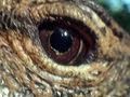Cobra and Monitor Lizard Encounter