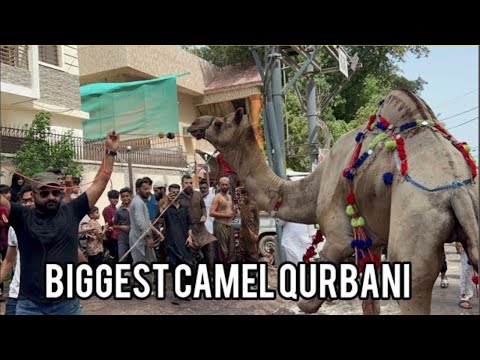 Camel Qurbani 2025 - Biggest Camel Qurbani - Eid ul Adha 2025 - Karachi