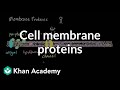 Exploring Cell Membrane Proteins