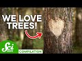 Tree Biology and Conservation Concepts