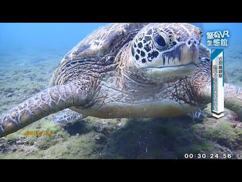 「驚奇VR生態館」 直擊小琉球海龜生態 20190316 公視早安新聞 - YouTube