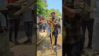 खूपच मोठे दोन धामण साप एकाच ठिकाणी पकडले 🐍
