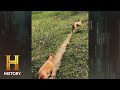 Dog Behavior and Communication Insights