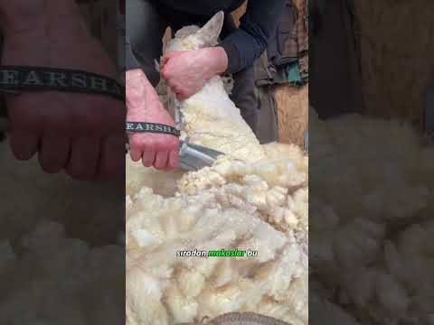 Koyunların Tüyleri Neden Kesilir? 🐑✂️