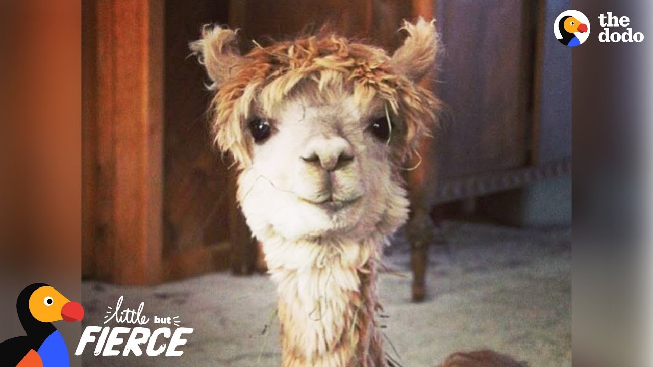 Tiny Alpaca Has A HUGE Personality - CODY Little But Fierce