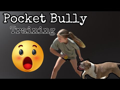 11 year old Pocket Bully Trainer #pocketbully #bullytraining #americanbully