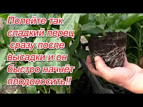 Сажаем сладкий перец. Чем полить перец для быстрого роста после высадки.