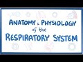 Exploring the Respiratory System: Anatomy and Physiology