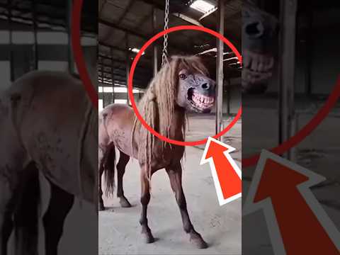 OS CAVALOS MAIS FORTES E PERIGOSOS DO PLANETA
