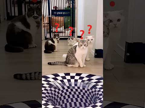 Which Cat Is Actually Smartest? ๐ค