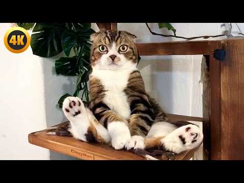 BEST Cat Videos July 2025 🤣 | 1 Hour