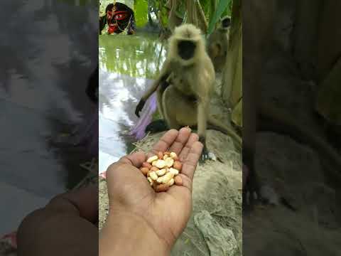 Hanuman