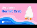 Hermit Crab Adaptation and Behavior