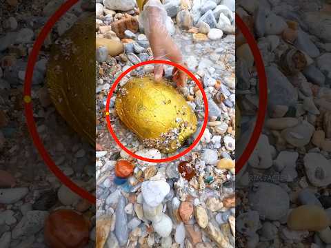 Unique gold found in stone excavation ! #shorts #viralvideo
