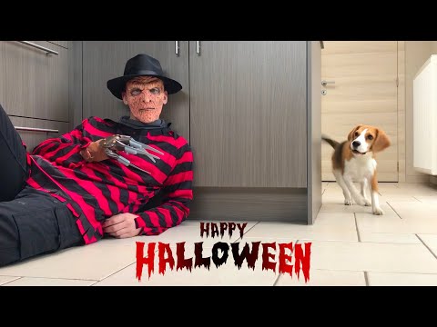 Dogs Pranked With Halloween Costumes : Funny Reactions!