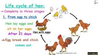 Life Cycle of Hen