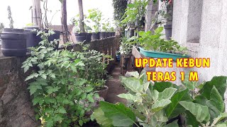 UP DATE TERBARU KEBUN DI TERAS 1 METER  & MEMBUAT MEDIA TANAM  SUBUR TANAMAN DI POLIBAG