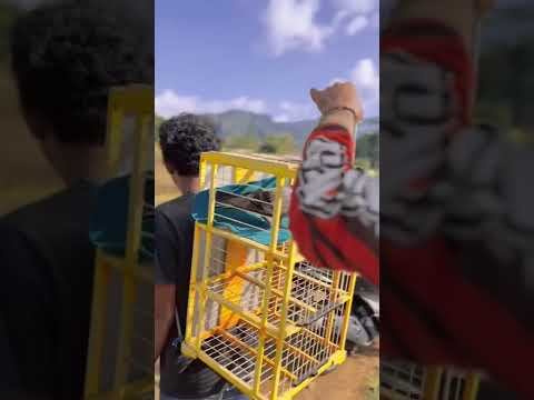 nerbangin merpati baru los dor sampai guling semua ‼️