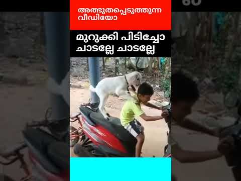 മുറുക്കി പിടിച്ചോ ചാടല്ലേ ചാടല്ലേ #Shorts