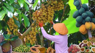 Fruits In The Countryside—Remember Those Fruits We Used To Climb & Pick As Kids? Lanzones, Guava...
