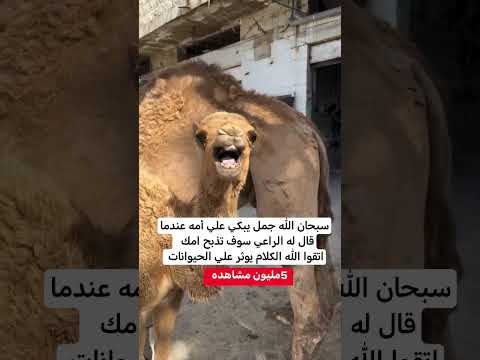 اللهم صلي وسلم وبارك على سيدنا محمد وعلى اله وصحبه اجمعين