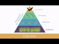 Exploring Energy Transfer in Trophic Levels