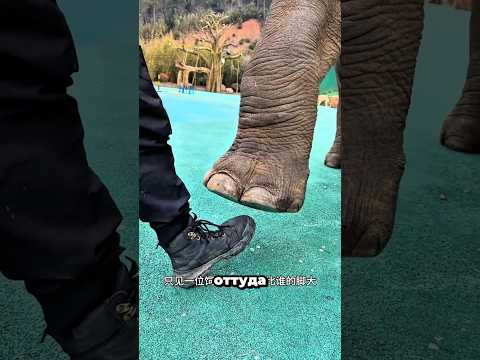 Опасный шаг слона 🐘😱🔥
