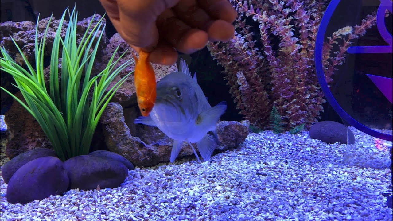 Hand-Feeding Pet Bass LIVE Goldfish
