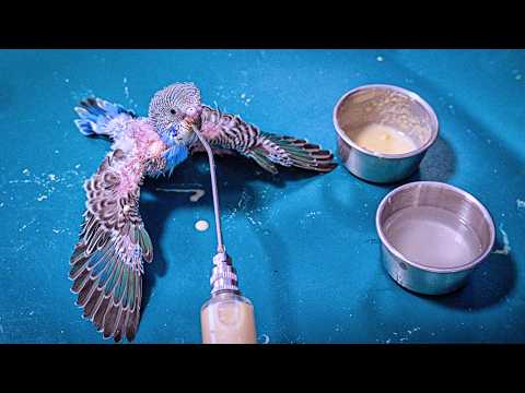 Unbelievable Rescue: Saved Budgies from a Mother’s Fury!