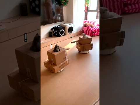 🐱 Funny cute cat | Part9