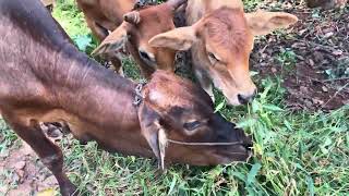 Ibu dan anak anaknya makan rumput bersama di peternakan – sapi petani