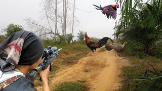 BERBURU AYAM HUTAN MERAH BUAT DI MASAK NIKMAT DI ALAM..