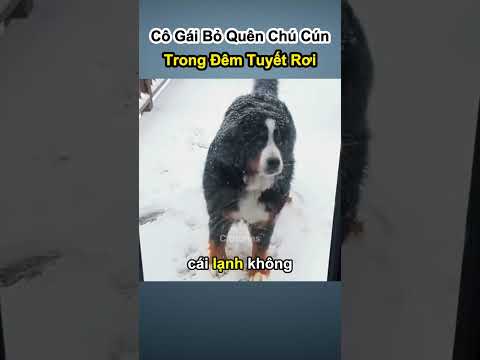 Cô Gái Bỏ Quên Chú Cún Trong Đêm Tuyết Rơi