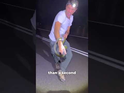 Never Grab a Snake Like This… 🐍