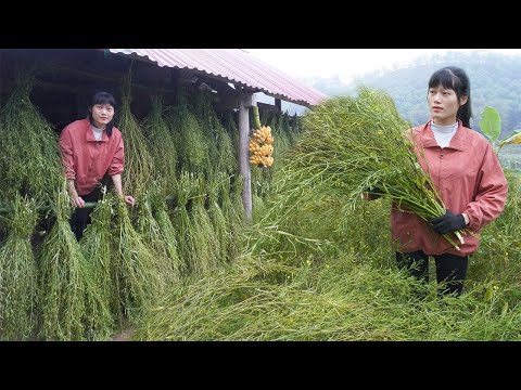 Harvesting and storing vegetable seeds - Hoeing land to plant potatoes and corn - Green forest life