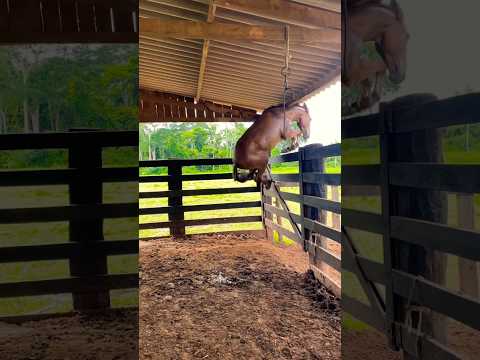 Aow Burro veio doido! 🫏🤪🚀🤠 #burros #fazenda #roça #muladeiros