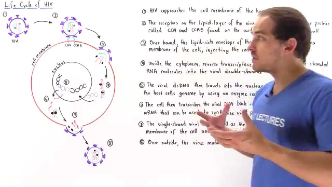 Life Cycle of HIV