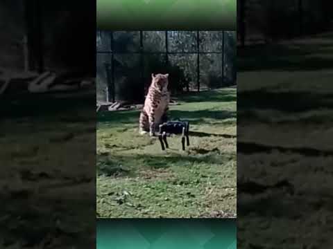 Ketika Cheetah Digoda Robot #short