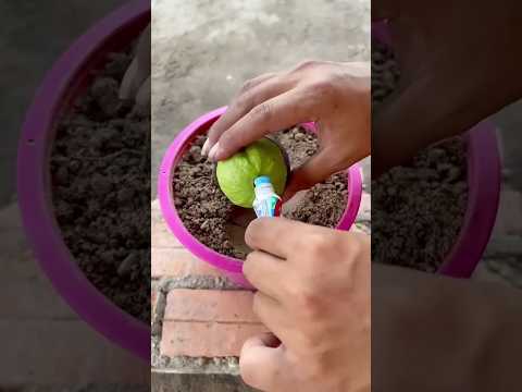 How To Grow a Tree With Two Fruits