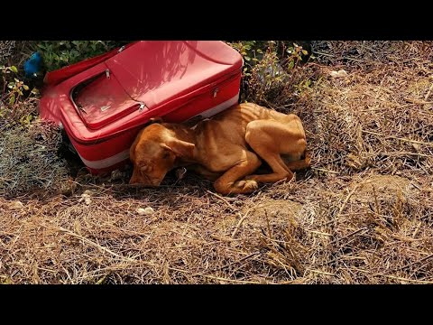 On The Car, I Found An Exhausted Dog Next To A Suitcase - I Came To The Rescue & Delivered A Miracle