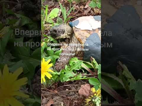 И такими животными обрастаю 😀 черепашка- лежачий полицейский 😁