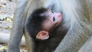 Tiny Newborn Trying New Temple Foods #wildlife
