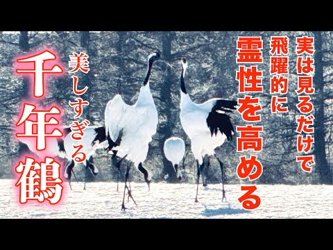 【靈鳥】丹頂鶴のスピリチュアルな力｜大自然のサポートは霊性を高める！丹頂鶴の映像とケルト音楽