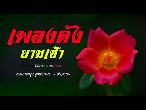 เพลงดังยามเช้า เพลงเพราะเรื่อย ไม่มีเบื่อ  #เพลงดีเพลงดังเพราะมากๆ