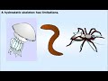 Skeletal Structures in Animals