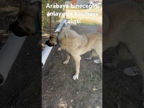 Köpeğimizin boynundaki şişkinlik için veterinere götürüyoruz #kangal #köpek #veterinary