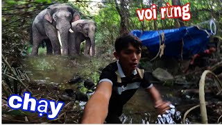 Chạy Chạy Nhanh Đi VOI RỪNG Nó Đang đến | 51H SINH TỒN Trong Nông Trường Số 7